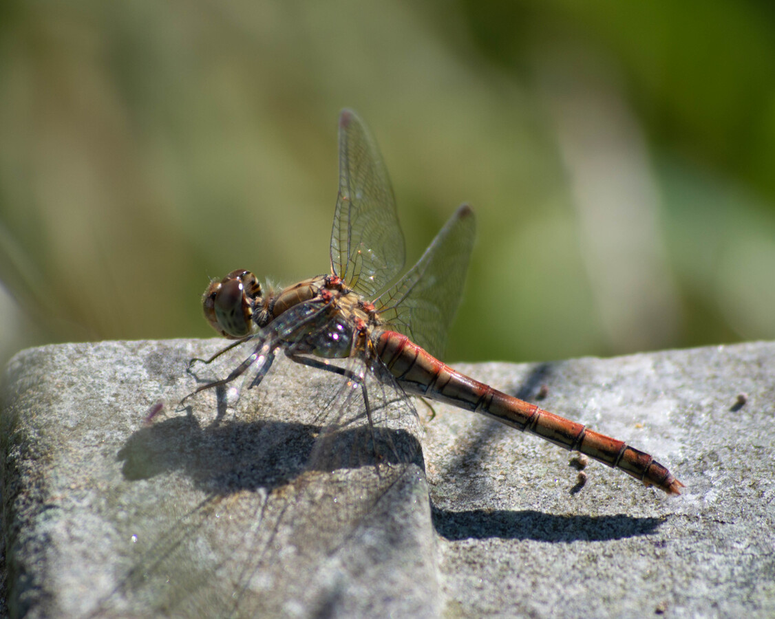 Common Darter Dragonfly